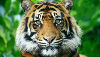 ¿Qué es una raya más para un tigre?